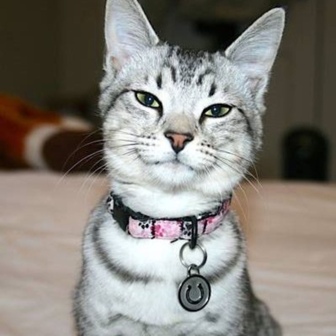 Stainless Steel Horseshoe Cat ID Tag