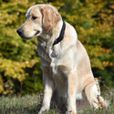 Large Stainless Steel Paw Pet ID Tag