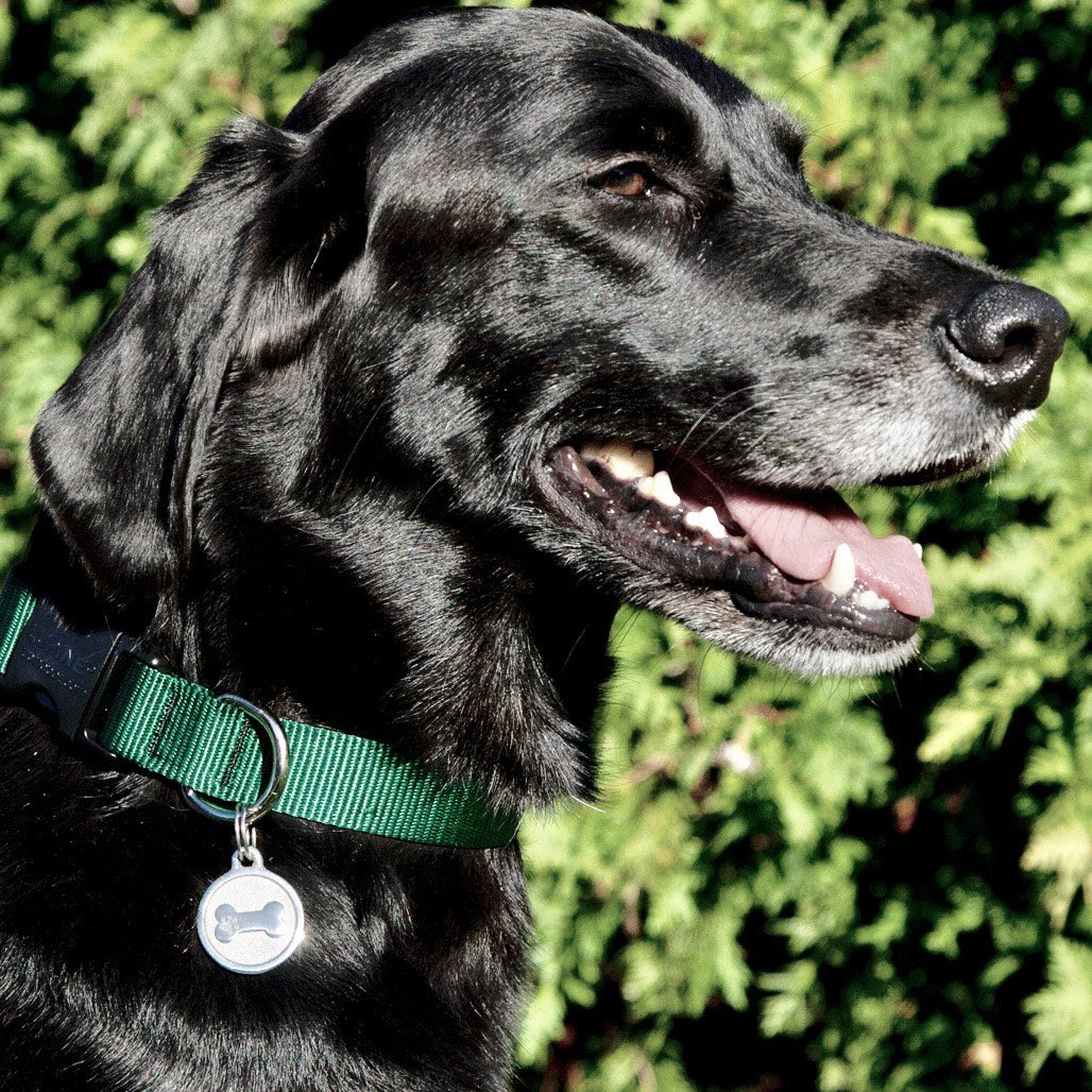 Medium Stainless Steel Bone ID Tag for Dogs