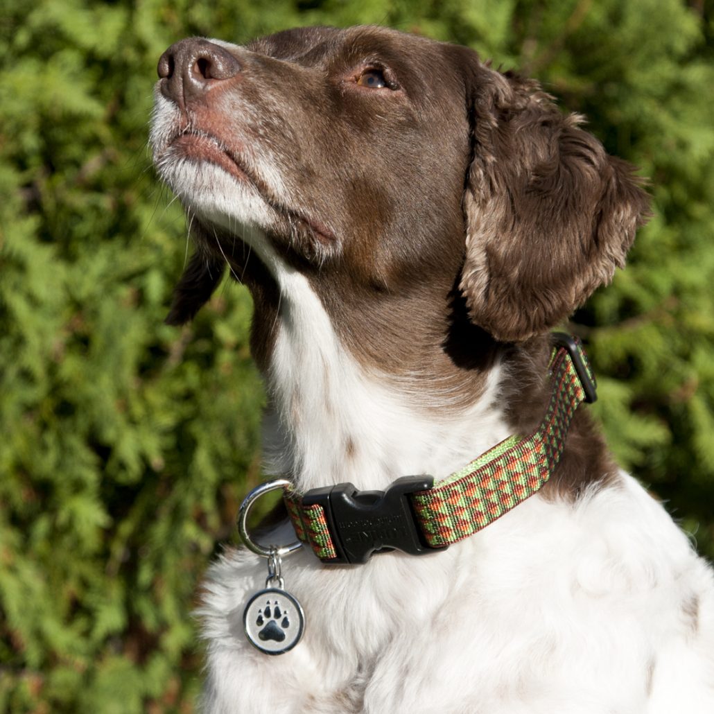 Stainless Steel Dog Id Tags for Large Dogs