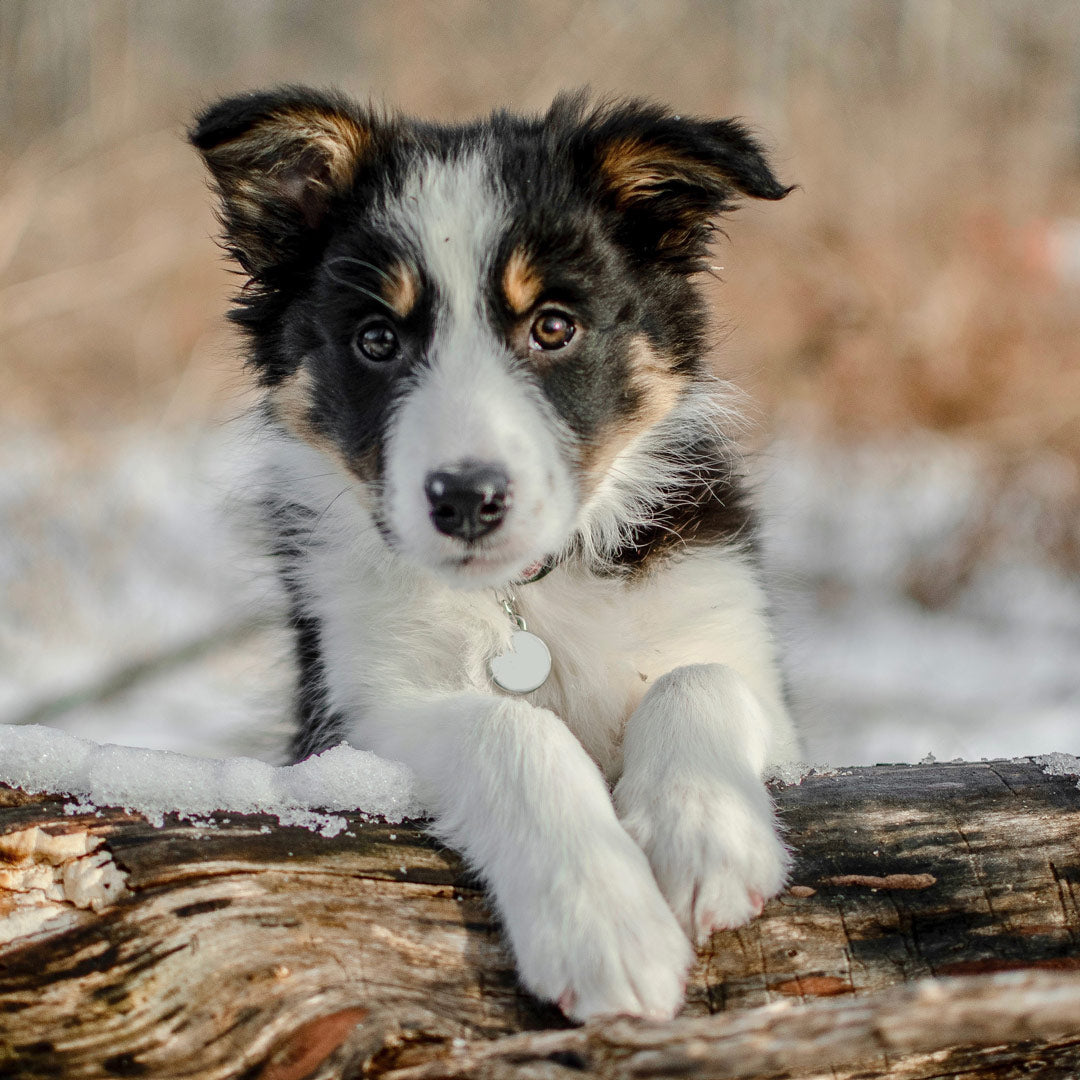 Small Double-Sided Stainless Steel Dog ID Tag