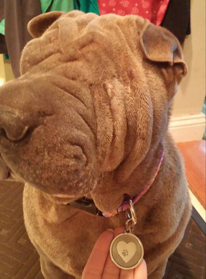 Silver Paw Tags Heart Tag
