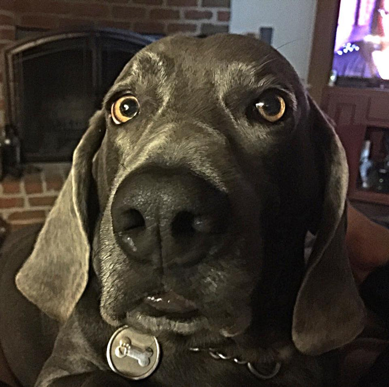 Silver Paw Tags Bone Tag
