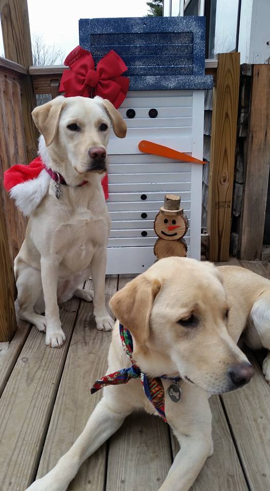 Silver Paw Tags Bone Tag