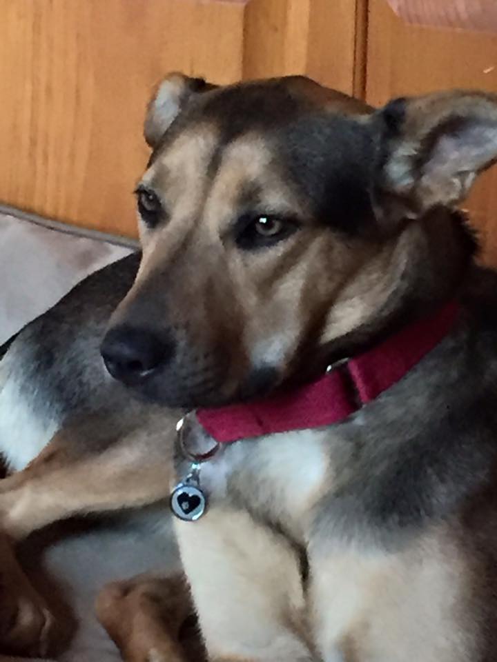 Silver Paw Tags Heart Tag