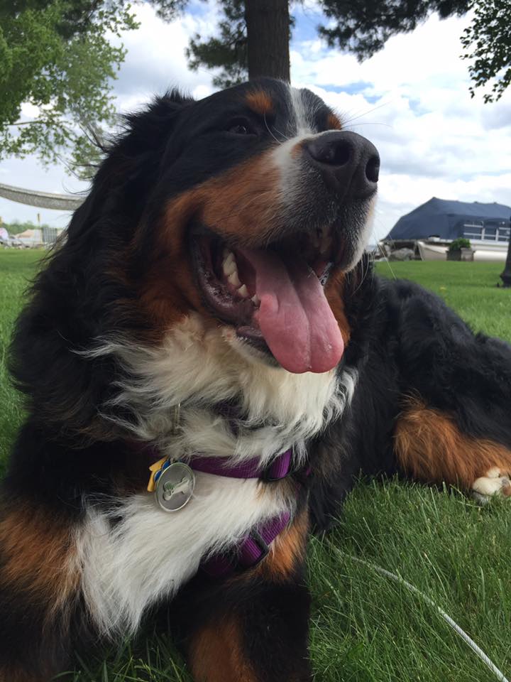 Silver Paw Tags Bone Tag