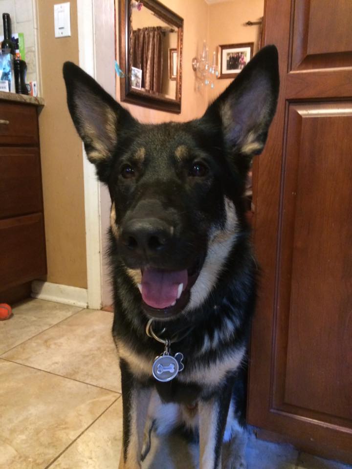 Silver Paw Tags Bone Tag