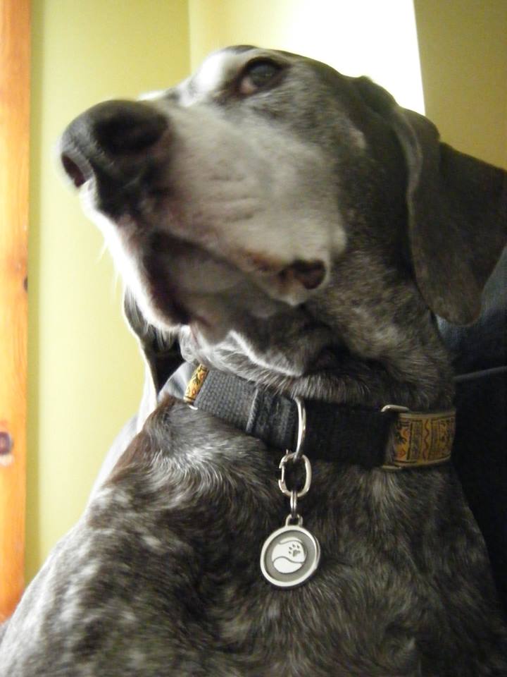Silver Paw Tags Tennis Ball Tag