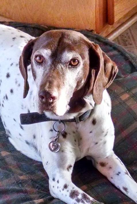Silver Paw Tags Heart Tag
