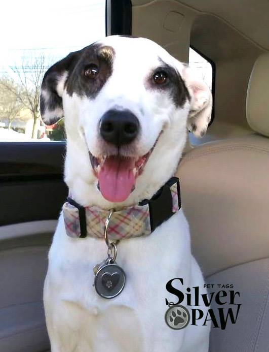 Silver Paw Tags Heart Tag