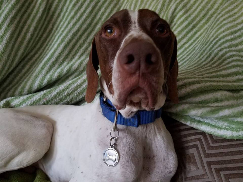 Silver Paw Tags Bone Tag
