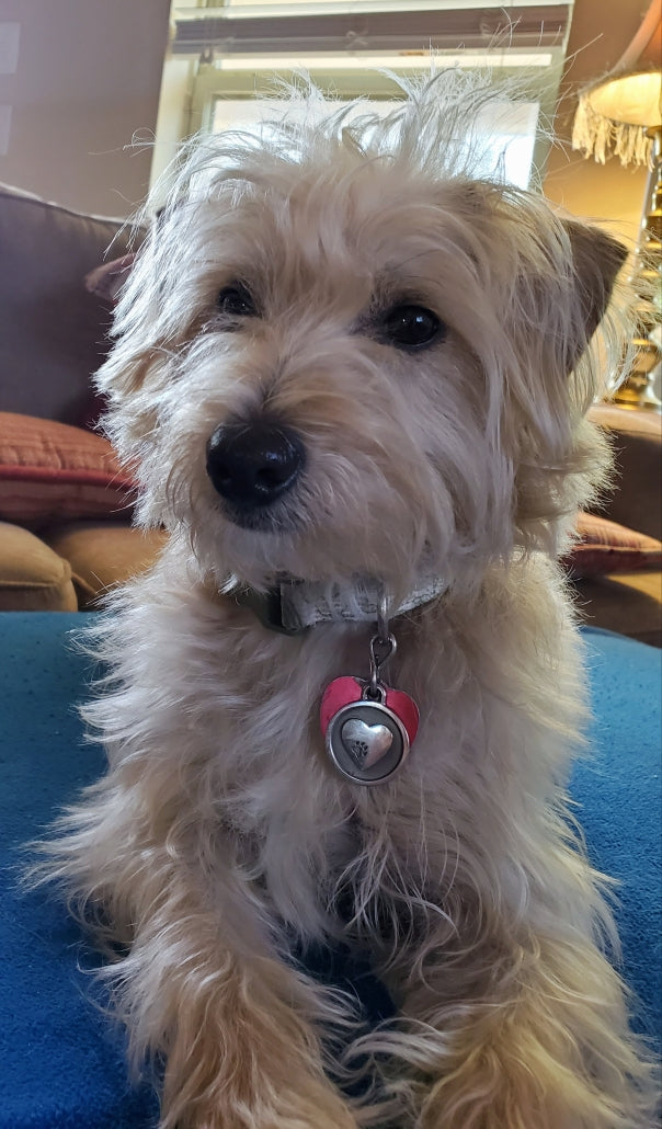 Silver Paw Tags Heart Tag