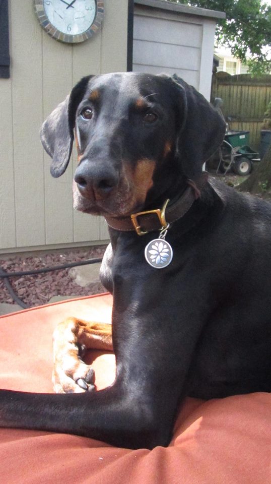 Silver Paw Tags Lotus Tag