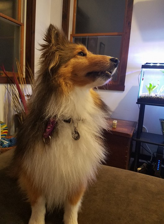 Silver Paw Tags Squirrel Tag