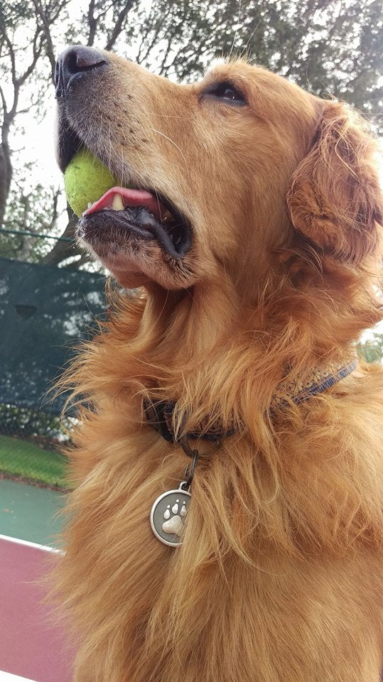 Silver Paw Tags Paw Tag