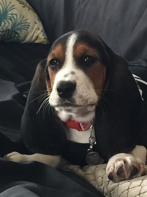 Silver Paw Tags Heart Tag