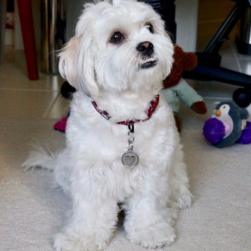 Silver Paw Tags Heart Tag