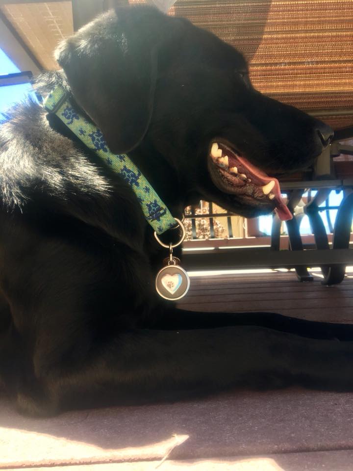 Silver Paw Tags Heart Tag
