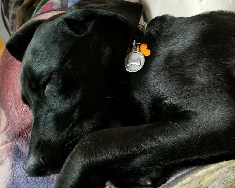 Silver Paw Tags Bone Tag
