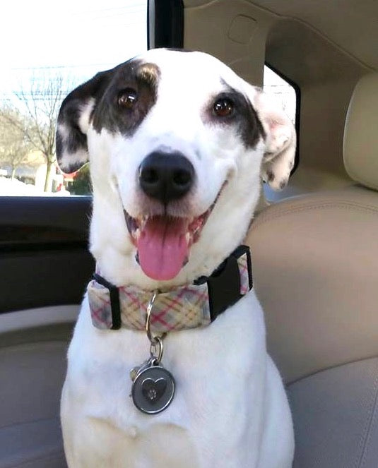Silver Paw Tags Heart Tag