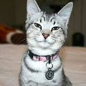 Stainless Steel Horseshoe Cat ID Tag