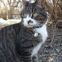 Stainless Steel Heart Cat ID Tag