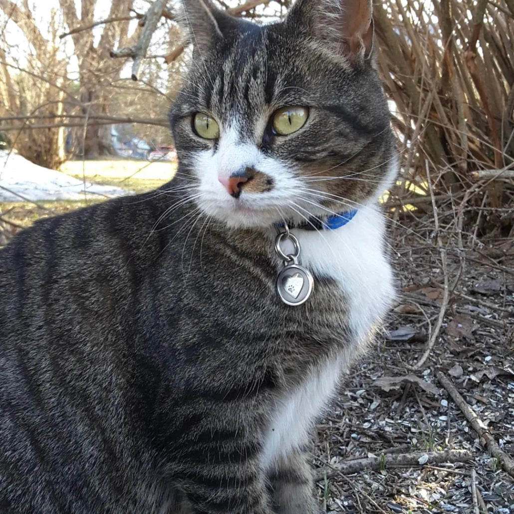 Stainless Steel Heart Cat ID Tag