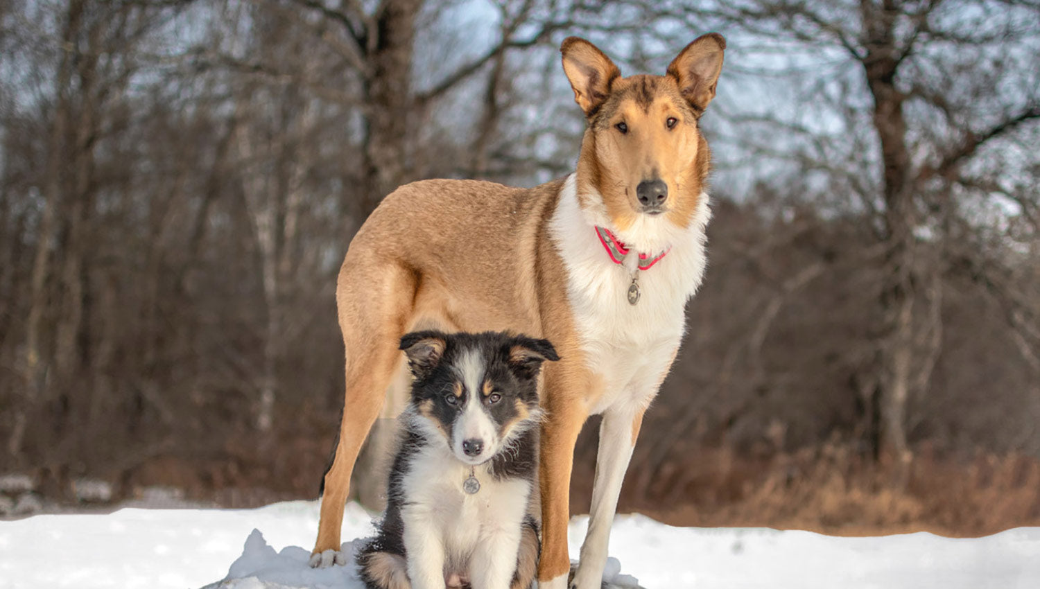 Tough, Beautiful, Hand Cast Pet Tags That Stay Looking Great