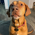 Large Double-Sided Blank Stainless Steel Pet ID Tag