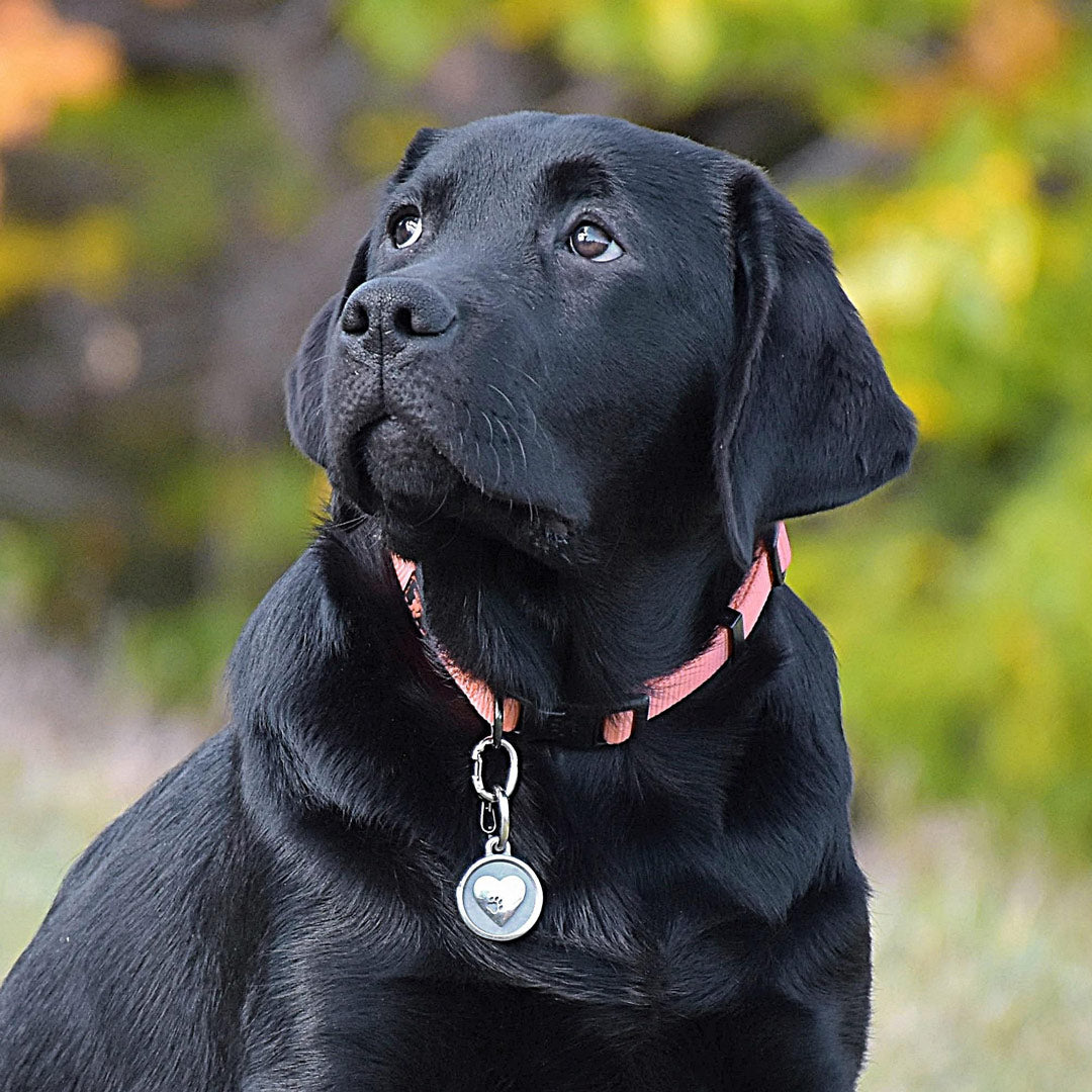 Large Stainless Steel Heart Pet ID Tag
