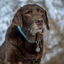 Large Stainless Steel Tennis Ball Pet ID Tag