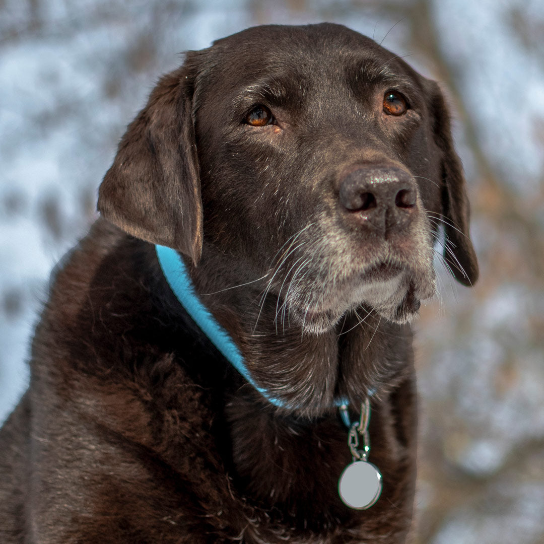 Medium Double-Sided Blank Stainless Steel Dog ID Tag