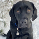 Medium Stainless Steel Smiling Lab ID Tag for Dogs