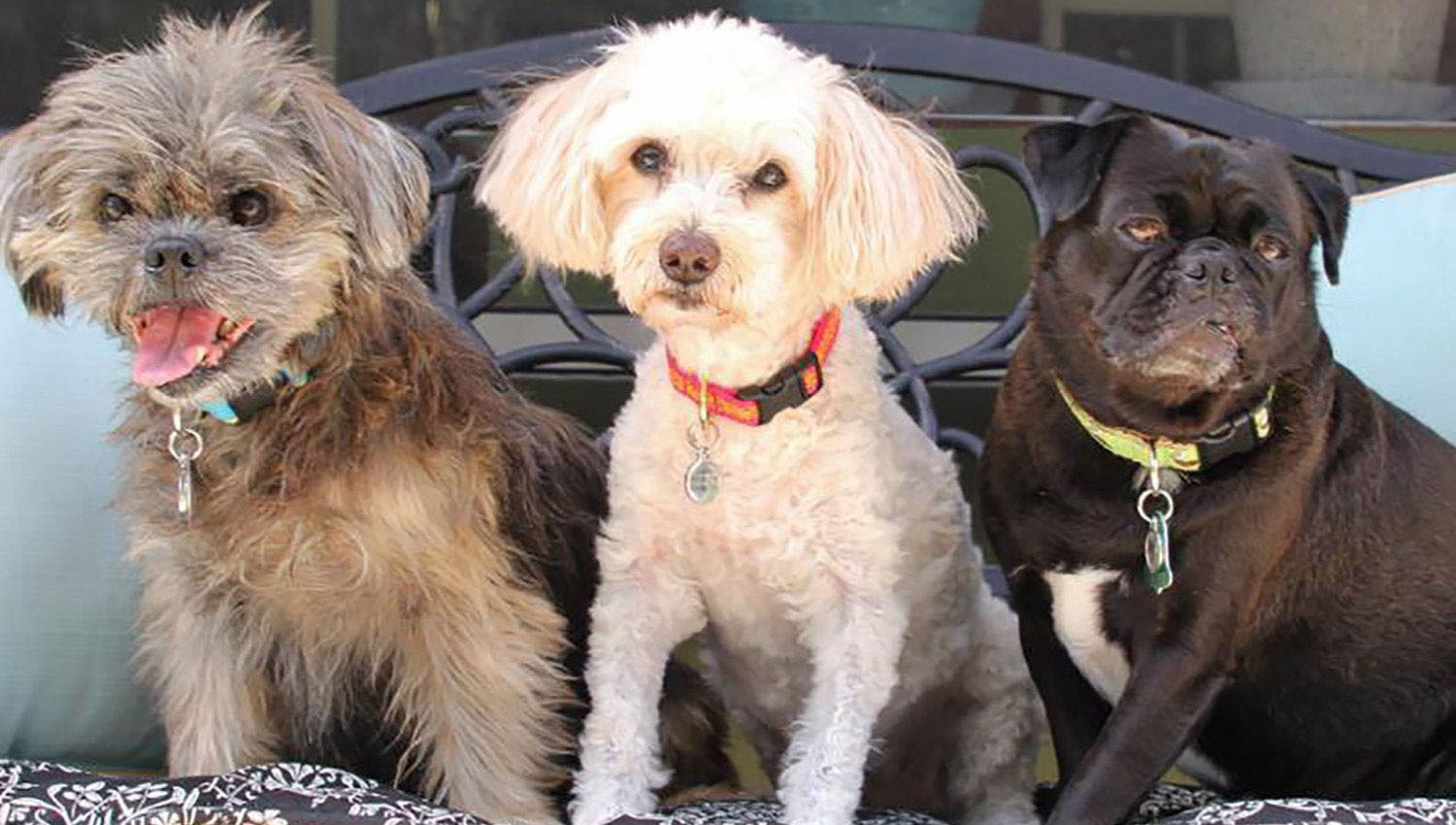 Chew Proof and Bend Proof Pet ID Tags <br>For Your New Puppy
