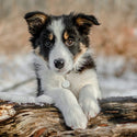 Small Double-Sided Stainless Steel Dog ID Tag