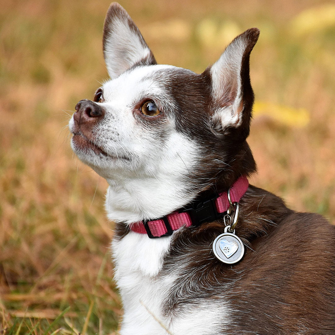 Small Stainless Steel Heart ID Tag With Paw Print