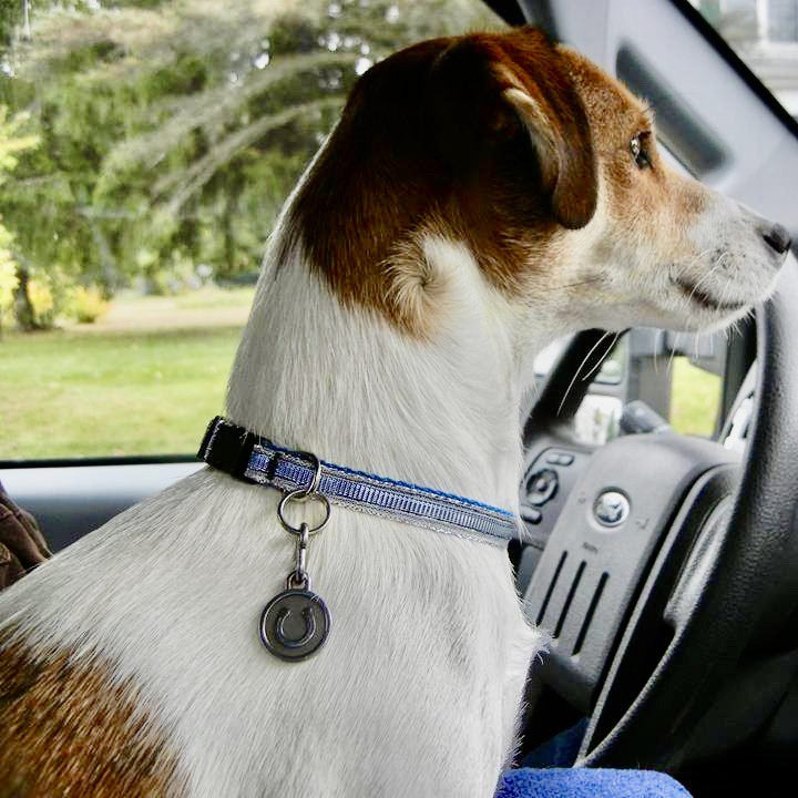 Small Stainless Steel Horseshoe Pet ID Tag