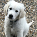 Small Stainless Steel Paw Pet ID Tag