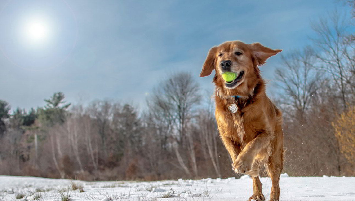 Indestructible, Thick, Stainless Steel Tags For Active Dogs